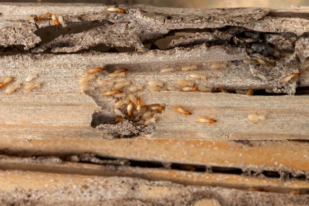 Pest Control Cost in Cornell, WI